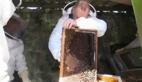 Avesnes-sur-Helpe: les cours d'apiculture de la Mouche Avesnoise