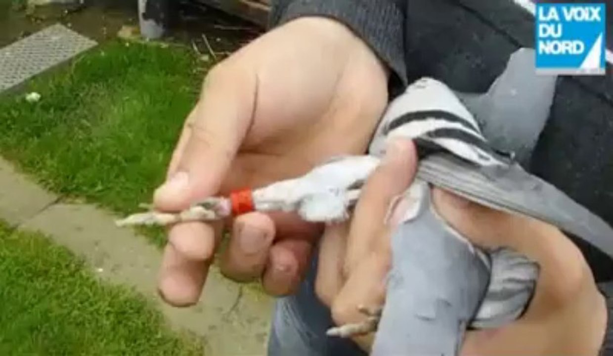 Colombophilie : des Nordistes remportent pour la première fois le mythique concours de Barcelone