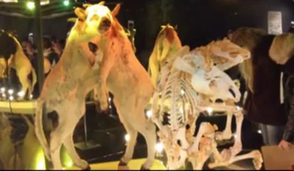 Lille3000 Fantastic : visite guidée d’« Anatomies de l’étrange » (3)