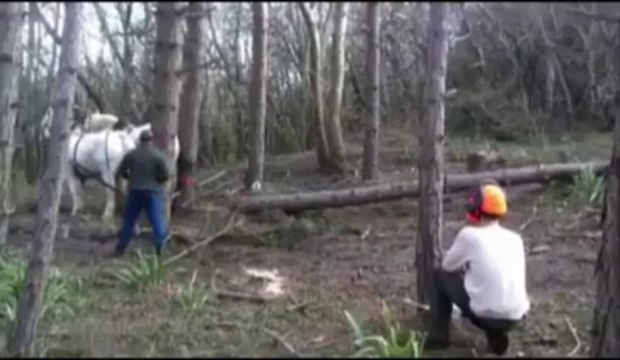 Groffliers : entre 1 000 et 1 500 arbres abattus