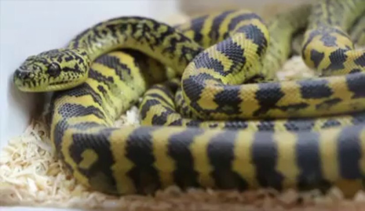 Salon d'Escaudoeuvres : serpents, caméléons, les nouveaux animaux de compagnie