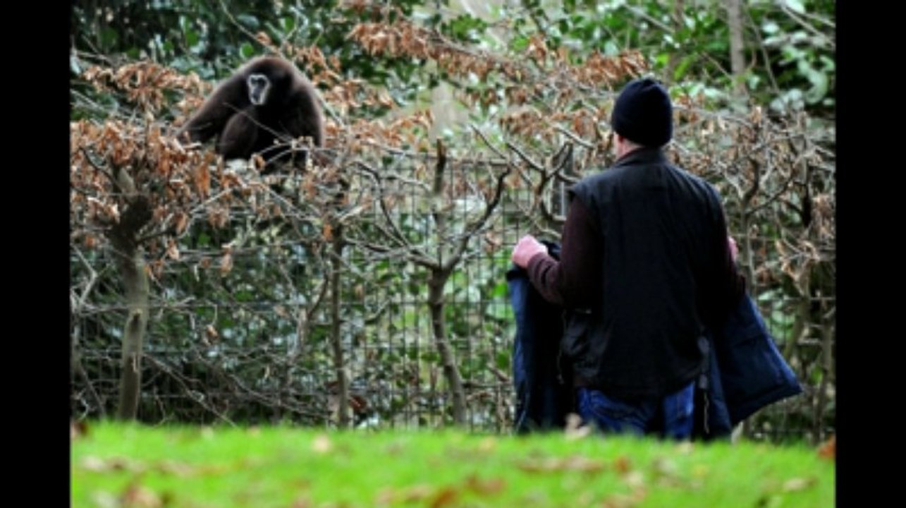 Nicolas le gibbon s'échappe du zoo de Lille