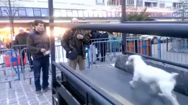 Valenciennes : les animaux stars au Festival 2 Cinéma (19/03/13)