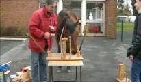 Espoir, le cheval savant, à Ayette.
