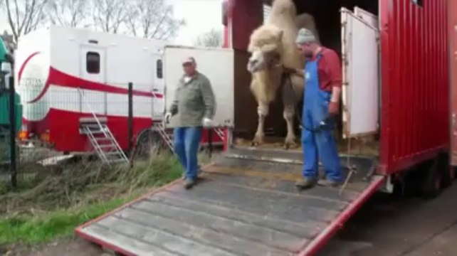 Valenciennes : le cirque Arlette Gruss s'installe