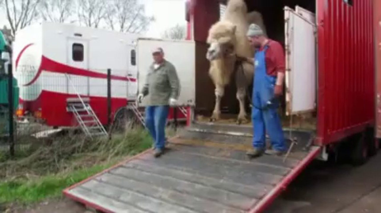 Valenciennes : le cirque Arlette Gruss s'installe