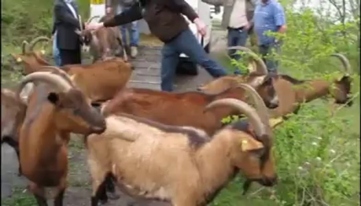 Lâcher de Flamandes à Haillicourt