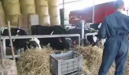 Il est temps, ensuite, de s'occuper des veaux pour Alexandre.