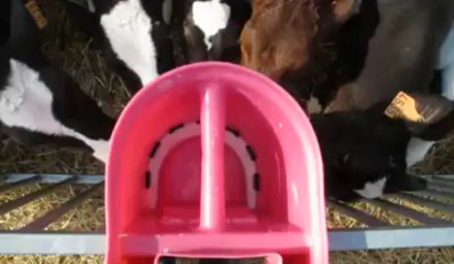 Institut de Genech : les veaux sont encore nourris au lait, qu'ils engloutissent en quelques minutes.