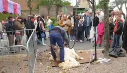 Pernes : la ville en ferme géante lors de la foire
