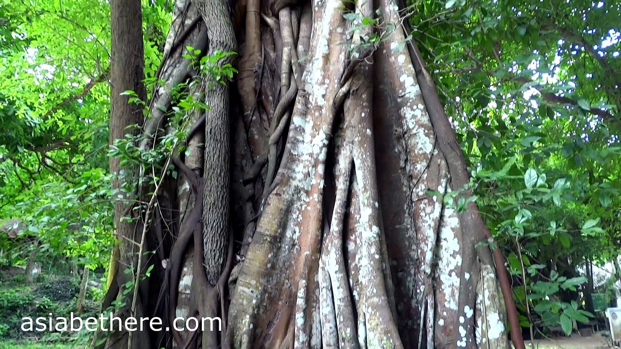 Amazing Tree in Tak Lansang National Park