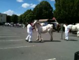 Saint-Pol : concours de chevaux boulonnais