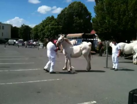 Saint-Pol : concours de chevaux boulonnais