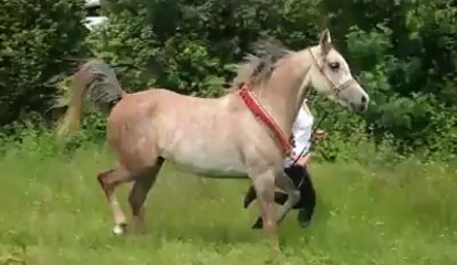 Toradoure, avec la fille de Laura Emiot, présidente de l'ACA grand nord.