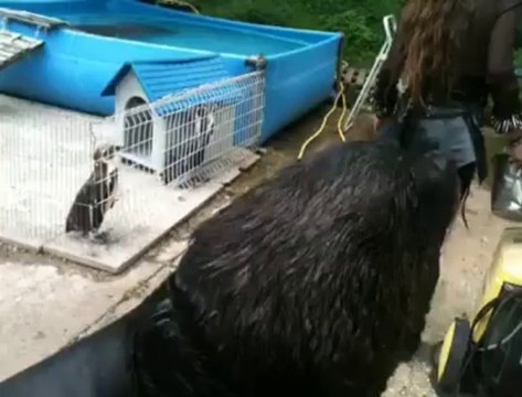 Spectacle des otaries au parc Bagatelle