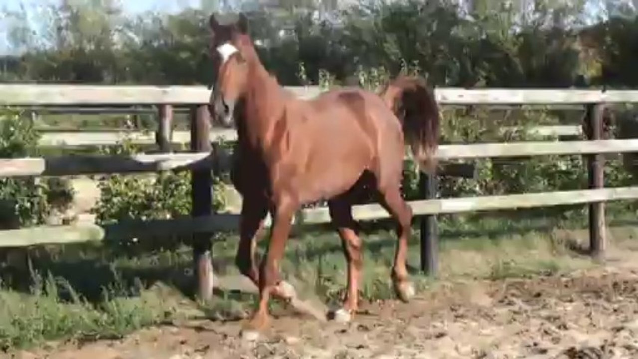 BAWATCH MANATHIS DANS SON PADDOCK