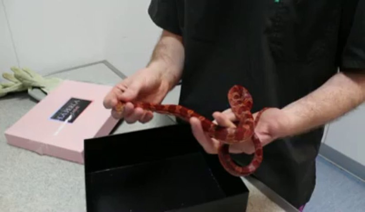 La Madeleine : un serpent des blés retrouvé dans une salle de bains