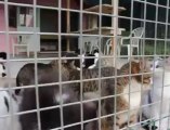 Saint-Omer : deux cent chats à adopter à la SPA
