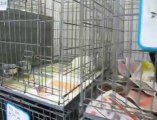 Hénin : les chats à adopter du refuge