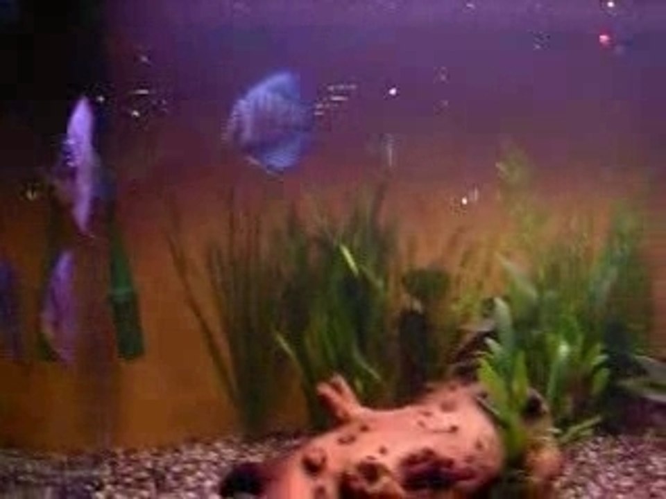 photos 11 11 2006 052