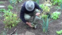 Semis et reproduction du persil en Système petit jardin des écoliers