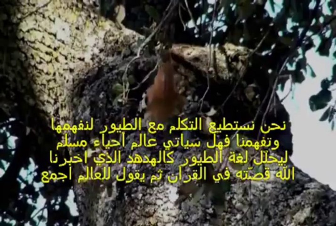 يا أيها الناس علمنا منطق الطير - We have been taught the language of birds