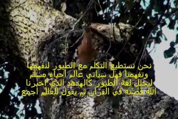 يا أيها الناس علمنا منطق الطير - We have been taught the language of birds