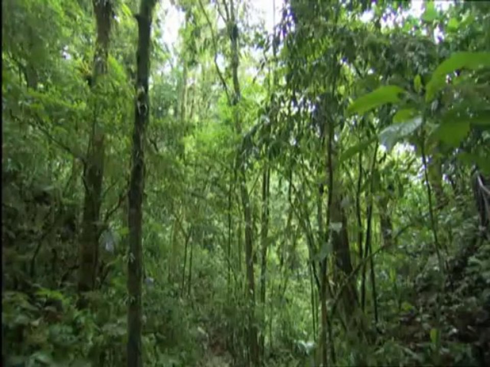 Frösche am austerben