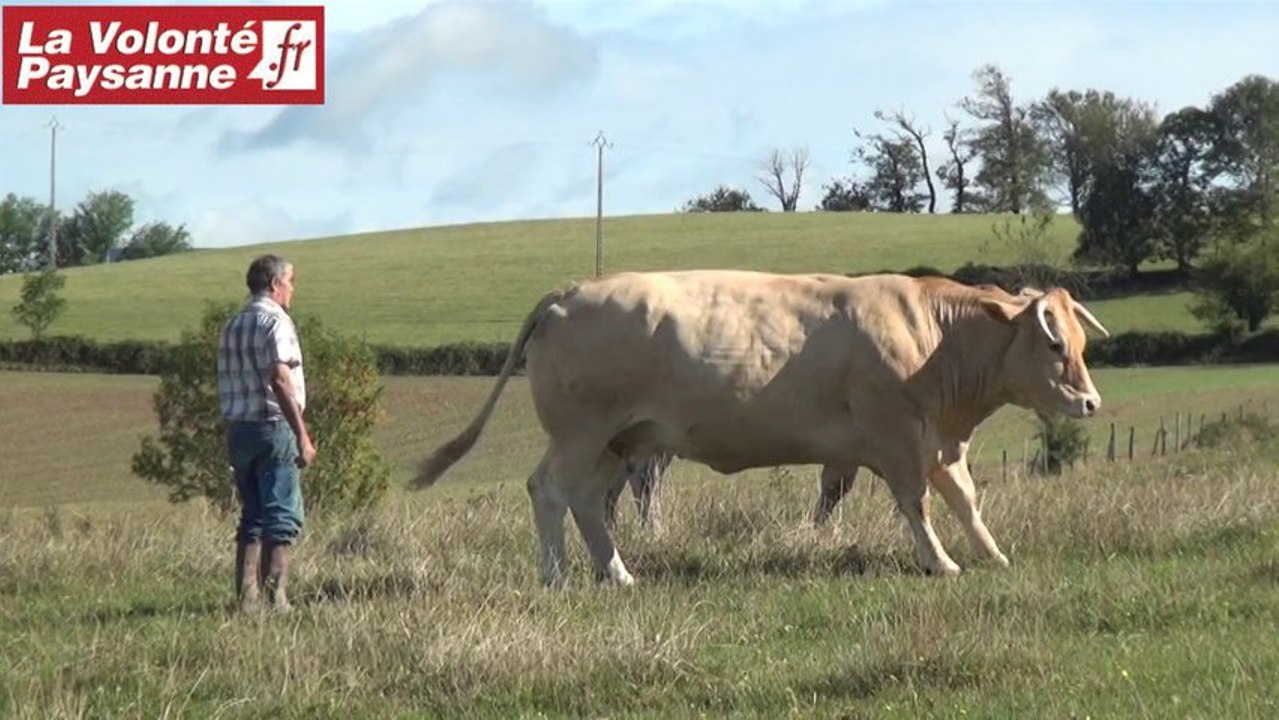 Blondes d'Aquitaine : le national 2013 en Aveyron