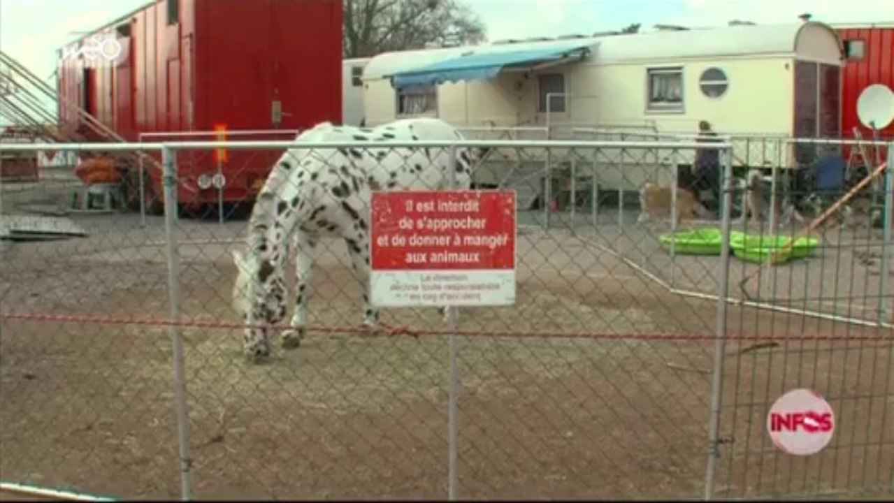 Le cirque Gruss répond aux défenseurs des animaux