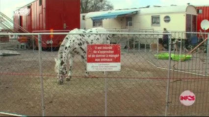 Le cirque Gruss répond aux défenseurs des animaux