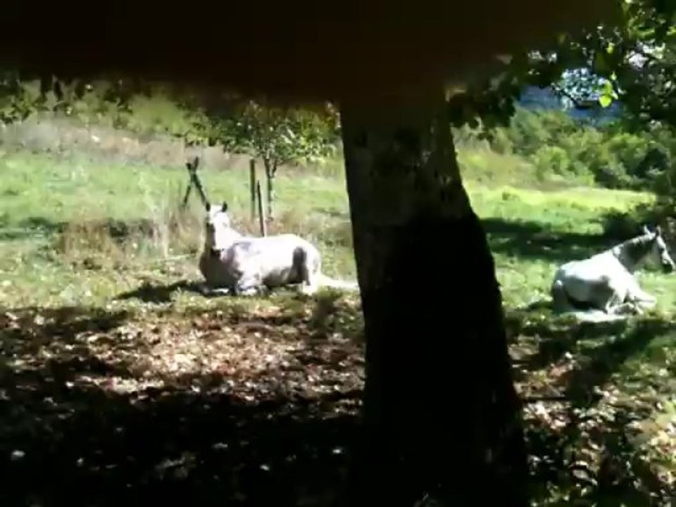 la sieste