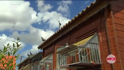 Pigeons voyageurs dans l’armée : un député nordiste relance le débat