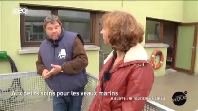 La LPA de Calais aux petits soins pour les veaux marins