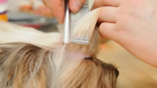 Park Your Paws (732) 966-0300