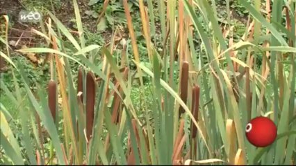 Lille élue capitale de la biodiversité 2012