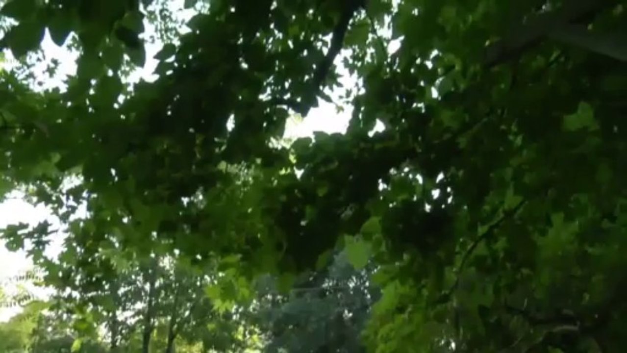 Le père, son fils et le moineau