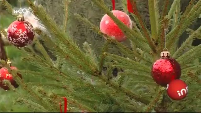 Sapins : les producteurs sont à pied d’œuvre
