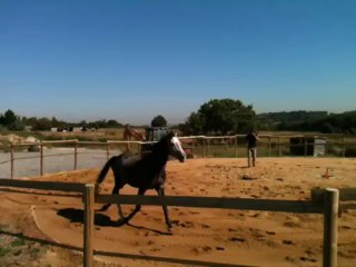 travail dans le rond de longe