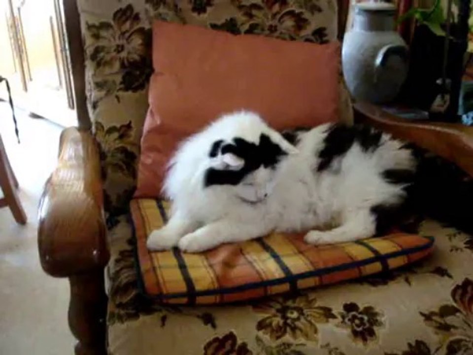 Le bisou de Féline