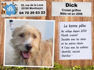 Croisé griffon : adopté