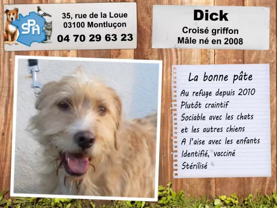 Croisé griffon : adopté