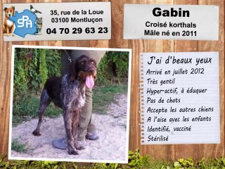 Gabin : adopté