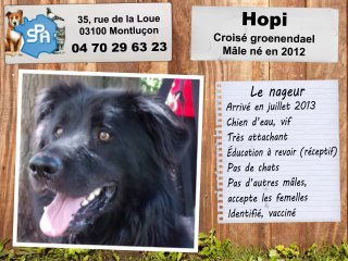 Hopi, croisé groenendael : adopté