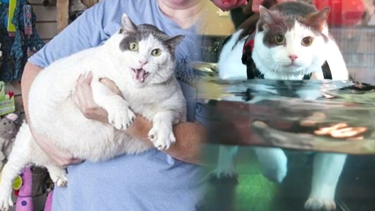 Obese Cat Gets a Water Treadmill