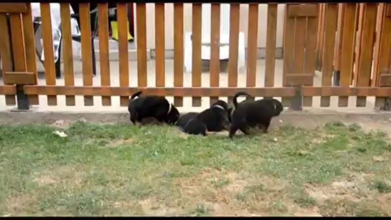 chiots 40 jours elvis von der Mühlbachstrasse  X beretta from house rotvis