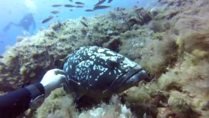 plongée la gabiniere le 31 aout 2013