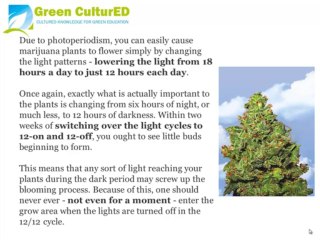 Flowering Cannabis and Lighting Patterns