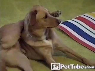 INCREDIBLE Yoga Dog