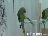 Bird Brushes Her Beak